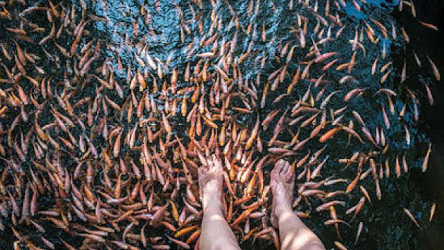 Doctor Fish foot therapy Negombo