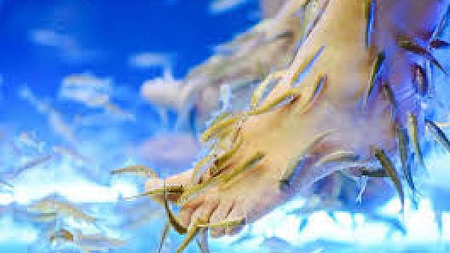 Dazzling Fish Spa