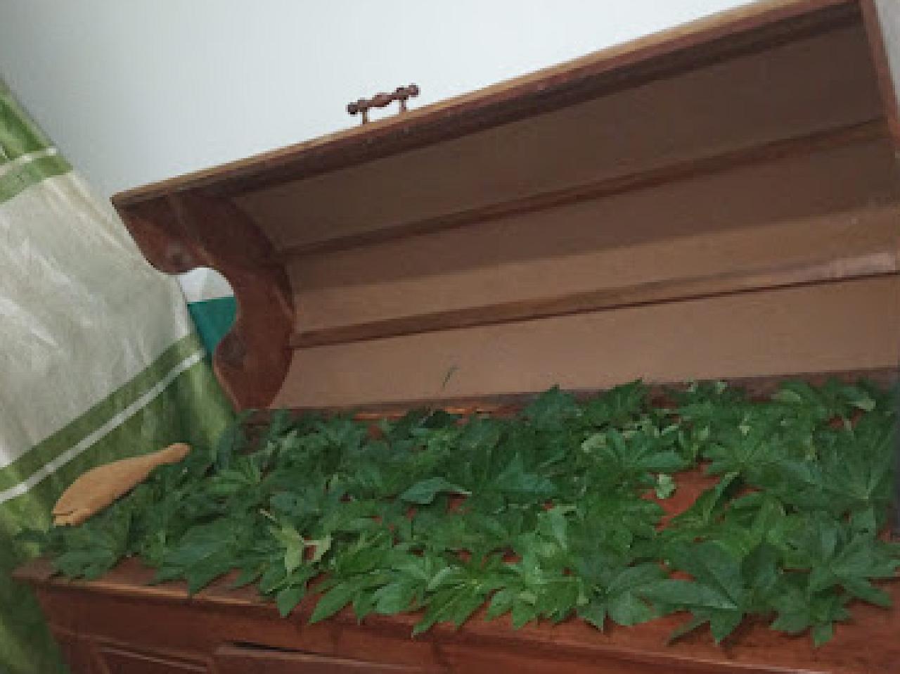 Amelia Ayurvedic Spa