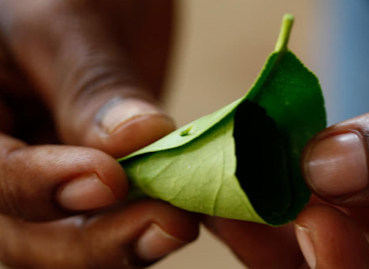 Glow Ayurveda Herbal massage